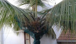 coconut protection nets in bangalore