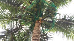 Coconut Tree Nets in Bangalore
